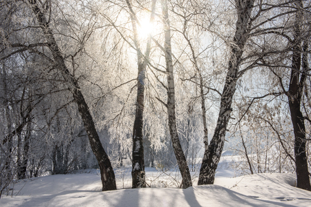 The sun shines through the branches of the birch. Winter, cold, snow.の写真素材