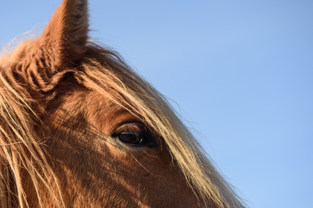A brown horse with a fair mane looks at you.の写真素材