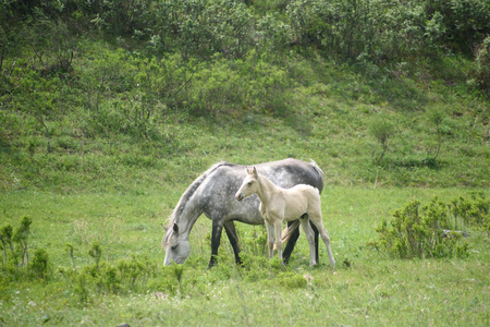 A foal and a horse sit on a green meadow.の写真素材
