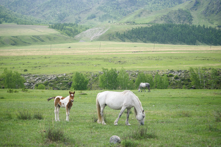 A foal and a horse sit on a green meadow.の写真素材