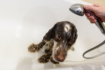 Spaniel dog breed battered in the bathroom.の写真素材