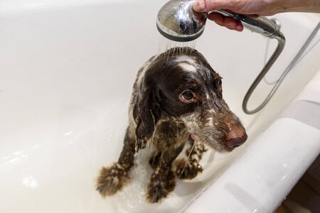 Spaniel dog breed battered in the bathroom.の写真素材