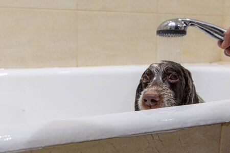 Spaniel dog breed battered in the bathroom.の写真素材