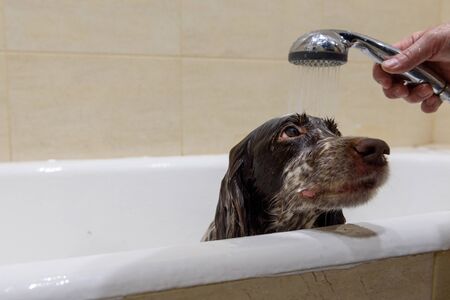 Spaniel dog breed battered in the bathroom.の写真素材