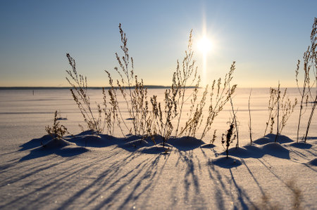 Trockenes Gras ragt an einem sonnigen Wintertag unter dem Schnee hervor.の写真素材