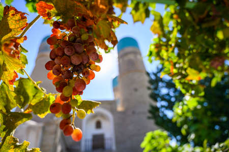 Grapes in the sun and Uzbek architectureの写真素材