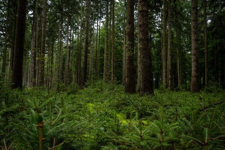 Summer forest in Europe