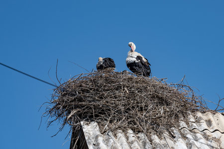 Storks in a nest. Armenia, Ararat.の写真素材