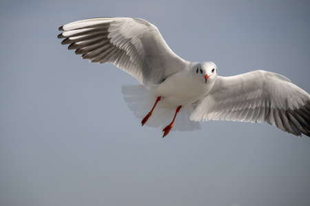 Seagulls on the coast.の写真素材