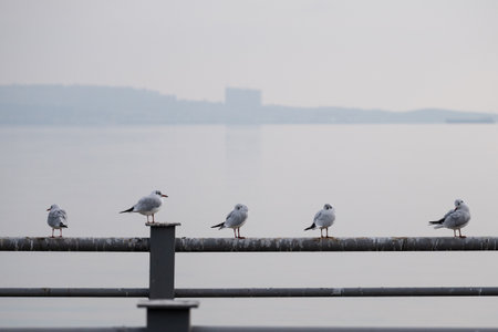 Seagulls in Baku on the Caspian Sea coast. Azerbaijan.の写真素材