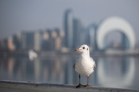 Seagulls in Baku on the Caspian Sea coast. Azerbaijan.の写真素材