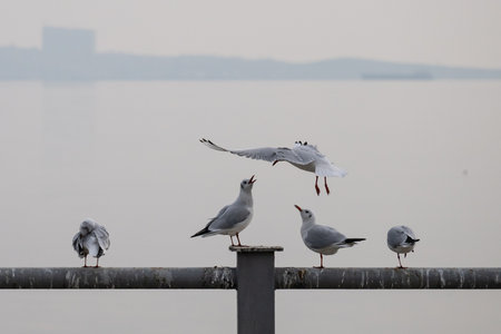Seagulls in Baku on the Caspian Sea coast. Azerbaijan.の写真素材