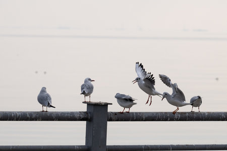 Seagulls in Baku on the Caspian Sea coast. Azerbaijan.の写真素材