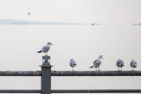 Seagulls in Baku on the Caspian Sea coast. Azerbaijan.の写真素材