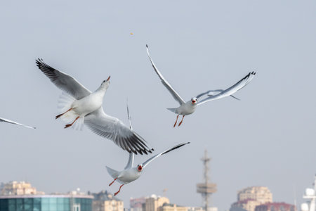 Seagulls in Baku on the Caspian Sea coast. Azerbaijan.の写真素材
