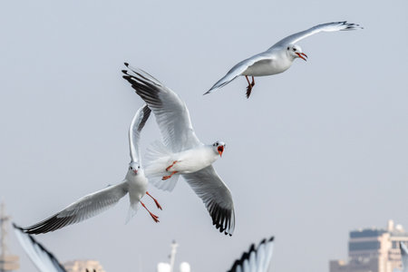 Seagulls in Baku on the Caspian Sea coast. Azerbaijan.の写真素材
