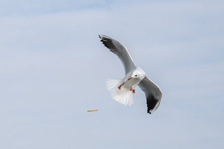Seagulls in Baku on the Caspian Sea coast. Azerbaijan.の写真素材