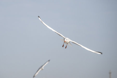 Seagulls in Baku on the Caspian Sea coast. Azerbaijan.の写真素材