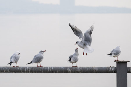 Seagulls in Baku on the Caspian Sea coast. Azerbaijan.の写真素材