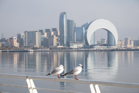 Seagulls in Baku on the Caspian Sea coast. Azerbaijan.の写真素材