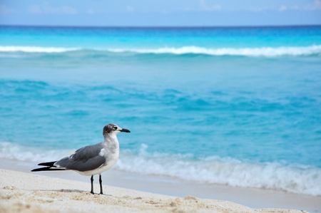 The birdの写真素材