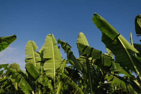 Banana leaves on blue sky background. Space for text.の写真素材