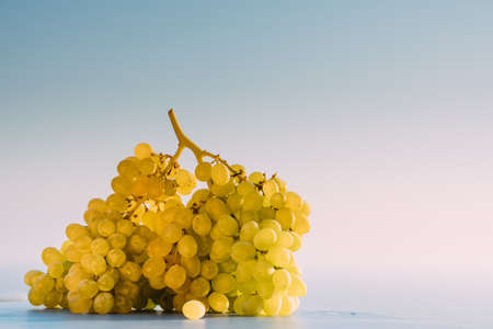 A bunch of yellow ripe grapes on the blue sunset sky. Summer Mediterranean concept. Space for text. Copy space.の写真素材