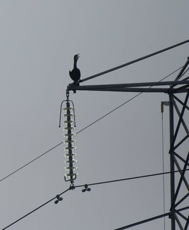 a cormorant sits on an electricity pylon carrying the nations supply across countryの写真素材