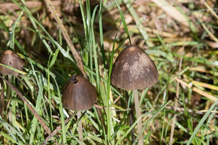 A common toadstool found in the countrysideの写真素材