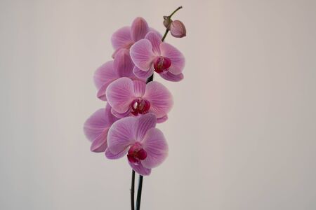Pink Cascade Phalaenopsis Orchidの写真素材