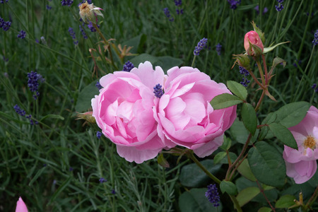 summer flowers in bloom in a gardenの写真素材