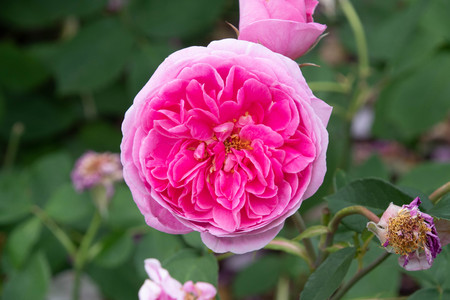 summer flowers in bloom in a gardenの写真素材