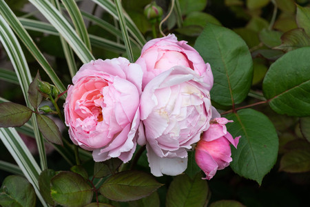 summer flowers in bloom in a gardenの写真素材