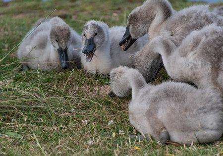 Cygnets feeding by a lakeの写真素材