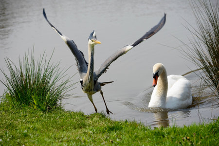 A male swan drives off a Grey Heron from his nestの写真素材