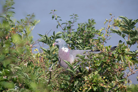 A pigeon roosts on a nest in a tree.の写真素材