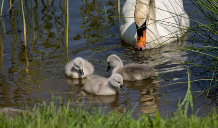 Day old cygnet chicks swim for the first time with mumの写真素材