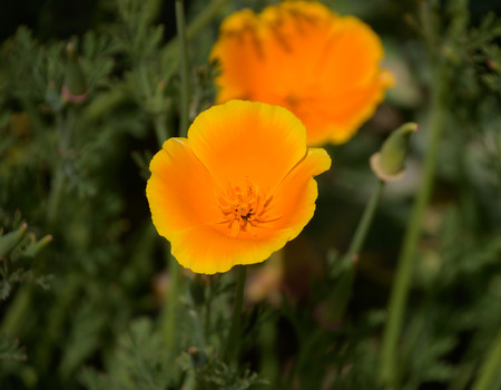 An orange wild flower blooms in springtimeの写真素材