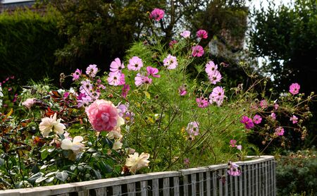 Wild flowers blooming in summerの写真素材
