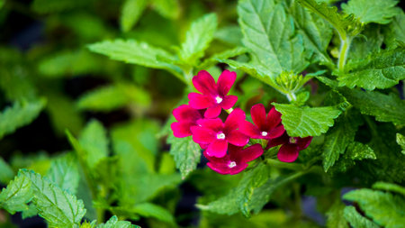 Garden verbena flowerの写真素材