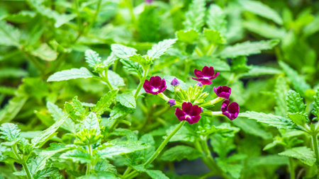 Garden verbena flowerの写真素材