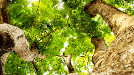 under the tree