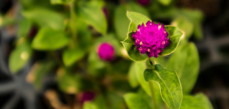 Mock strawberryの写真素材