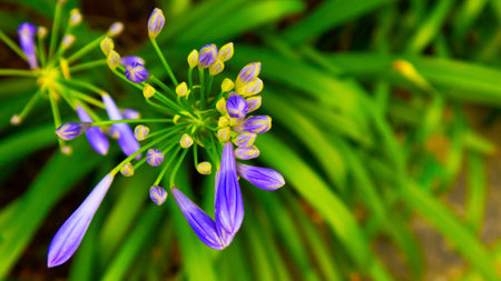 Lilu of the Nileの写真素材