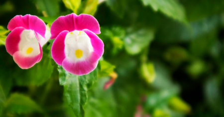 Wishbone flowerの写真素材