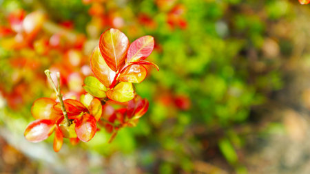 Bright red flower.の写真素材