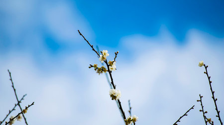 plum blossom