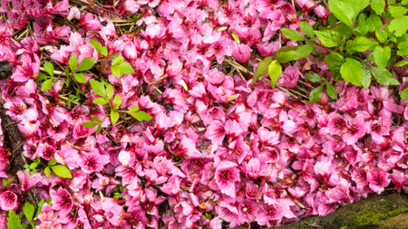 the cherry blossomの写真素材