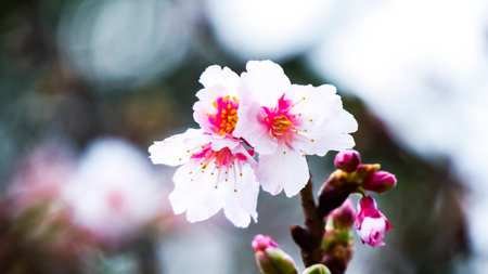 the cherry blossomの写真素材