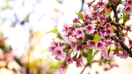 cherry blossomsの写真素材